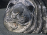 Southern Elephant Seal Face, Mirounga Leonina, South Georgia Islands, Antarctica Region Photographic Print by Gerald & Buff Corsi