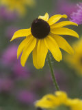 Black-Eyed Susan, Rudbeckia Hirta Photographie par John & Barbara Gerlach