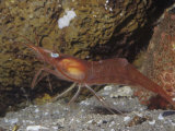Ken Lucas - Yellowleg Shrimp (Pandalus Tridens), Pacific Coast of North America - Fotografik Baskı