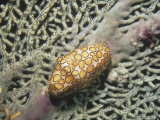 Flamingo Tongue Cowrie on a Sea Fan. (Cyphoma Gibbosum) Caribbean Photographic Print by Robert Barber
