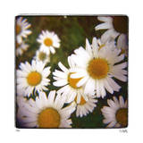 Sunny Side Up Limited Edition by Rebecca Tolk