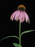 Purple Coneflower (Echinacea Purpurea) Photographie par Wally Eberhart
