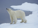 Polar Bear on Ice Near Open Ocean (Ursus Maritimus), Svalbard, Norway Photographic Print by Gerald & Buff Corsi