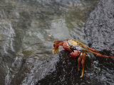 Sally Lightfoot Crab, Grapsus Grapsus, Santa Cruz, Galapagos Islands, Ecuador Photographic Print by Arthur Morris