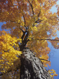 Sugar Maple in Fall Colors, Acer Saccharum, Eastern North America Lámina fotográfica por David Cavagnaro Sugar Maple in Fall Colors, Acer Saccharum, Eastern North America Lámina fotográfica por David Cavagnaro