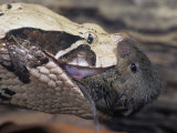 Gaboon Viper, Bitis Gabonica, Eating its Rodent Prey, Africa Lámina fotográfica por Joe McDonald