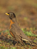 American Robin, Turdus Migratorius, . North America Photographic Print by Arthur Morris