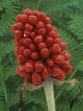 Seeds or Fruit of Jack-In-The-Pulpit (Arisaema Stewardsonii) Photographic Print by Wally Eberhart