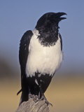 Pied Crow (Corvus Albus), Etosha National Park, Namibia, Africa Photographie par Joe McDonald