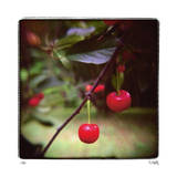 Jacquie’s Cherries Limitierte Auflage von Rebecca Tolk