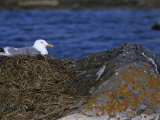 Herring Gull on its Nest on a Shore Rock, Larus Argentatus, Canada Photographic Print by Arthur Morris