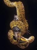 Amazon Tree Boa, Corallus Enhydris, Eating a Bird, South America Lámina fotográfica por Joe McDonald