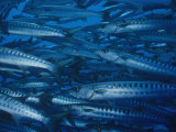 School of Chevron Barracuda, Sphyraena Genie Photographic Print by Hal Beral
