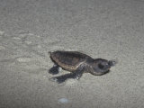Recently Hatched Loggerhead Sea Turtle (Caretta Caretta) Crawling to the Sea from its Nesting Site Photographic Print by Rick Poley