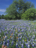 Meadow of Paintbrush and Texas Bluebonnet Spring Wildflowers, Hill Country, Texas, USA Photographic Print by Adam Jones