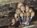 Mushrooms, Psathyrella Hydrophila, Growing on a Decaying Log, North America Photographic Print by George Loun