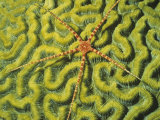 Brittle Star on a Brain Coral Green with Zooanthellae Algae. Fiji Photographic Print by Hal Beral