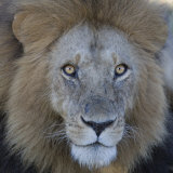 Male African Lion Face, Panthera Leo, Maasai Mara, Kenya, Africa Photographic Print by Arthur Morris