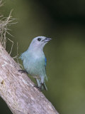 Blue-Gray Tanager (Thraupis Episcopus), Venezuela, South America Photographie par Rob & Ann Simpson
