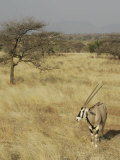 Oryx in its Savanna Habitat, Oryx Beisa, Samburu, Kenya, Africa Photographic Print by Arthur Morris