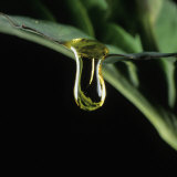 Oil Droplet Running Off an Oilseed Rape or Canola Leaf (Brassica Napus) Photographic Print by Nigel Cattlin