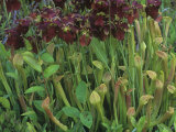 Pitcher Plants in Flower, Sarracenia Rubra, Eastern USA Photographic Print by David Sieren