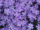 Moss Pink or Creeping Phlox Flowers, Phlox Subulata Photographic Print by David Sieren