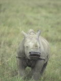 White Rhinoceros Calf, Ceratotherium Simum, an Endangered Species, Kenya, Africa Photographic Print by Joe McDonald