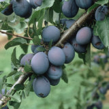 Deep Purple Ripe Plums (Prunus Domestica) on the Tree in New York, USA Photographic Print by Nigel Cattlin