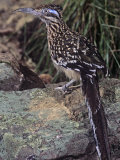 Greater Roadrunner, Geococcyx Californianus, Southwestern USA Photographie par Joe McDonald