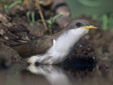 Yellow-Billed Cuckoo Drinking (Coccyzus Americanus), North America Photographie par Mary Ann McDonald