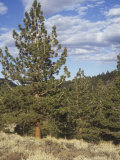 Jeffrey Pines (Pinus Jeffreyi), California, USA Photographic Print by Walt Anderson