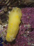 Salted Dorid Nudibranch, Dendrodoris Albopunctata, California, Usa, Pacific Ocean Photographic Print by Gerald & Buff Corsi