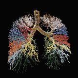 Resin Cast of Lungs, Bronchial Tree Photographic Print by Ralph Hutchings