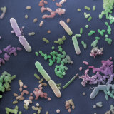 Bacteria from Polluted Storm Water Photographic Print by David Phillips