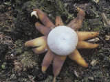 Barometer Earthstar (Astraeus Hygrometricus), North America Photographic Print by Robert Domm
