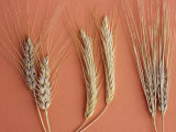 Cereal Grains, Left to Right, : Wheat, Rye, and Barley Photographie par Robert Calentine