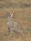 Cheetah, Acinonyx Jubatus, Surveying the Landscape for Prey, East Africa Photographie par John & Barbara Gerlach