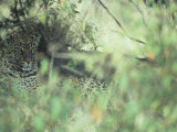 Leopard Protectively Colored in Savanna Vegetation, Panthera Pardus, East Africa Lámina fotográfica por Joe McDonald Leopard Protectively Colored in Savanna Vegetation, Panthera Pardus, East Africa Lámina fotográfica por Joe McDonald