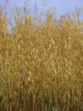 Oats Ready for Harvesting (Avena Sativa) Photographic Print by Rick Poley