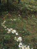Mushrooms Growing Along the Line of a Decaying Tree Root, North America Photographic Print by Wally Eberhart