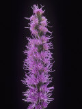 Liatris Flower (Liatris Spicata) Photographic Print by Wally Eberhart