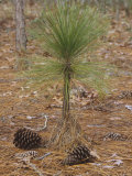 Seed or Female Cones and Young Longleaf Pine, Pinus Palustris, Southeastern USA Photographic Print by David Sieren