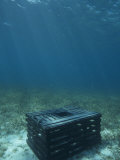 Commercial Lobster Trap for the Caribbean Spiny Lobster. (Panulinus Argus) Florida, USA Lámina fotográfica por Rick Poley Commercial Lobster Trap for the Caribbean Spiny Lobster. (Panulinus Argus) Florida, USA Lámina fotográfica por Rick Poley