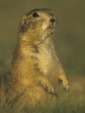 Black-Tailed Prairie Dog Sitting in its Grassland Habitat, Cynomys Ludovicianus, Western USA Photographie par Gary Randall