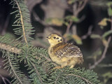 Spruce Grouse Chick (Dendragapus Canadensis), Alaska, USA Photographic Print by Rick & Nora Bowers