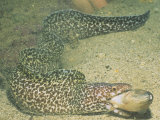 A Spotted Moray Swallowing Fish Prey., Gymnothorax Moringa, Caribbean Sea Fotografisk tryk af Hal Beral A Spotted Moray Swallowing Fish Prey., Gymnothorax Moringa, Caribbean Sea Fotografisk tryk af Hal Beral
