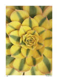 Sunburst Limited Edition by Pip Bloomfield