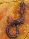 Red-Backed Salamander, Plethodon Cinereus, Eastern North America Photographic Print by Gary Meszaros