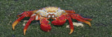 Sally Lightfoot Crab, Santiago Island, Galapagos Islands Fotografisk tryk af Arthur Morris
